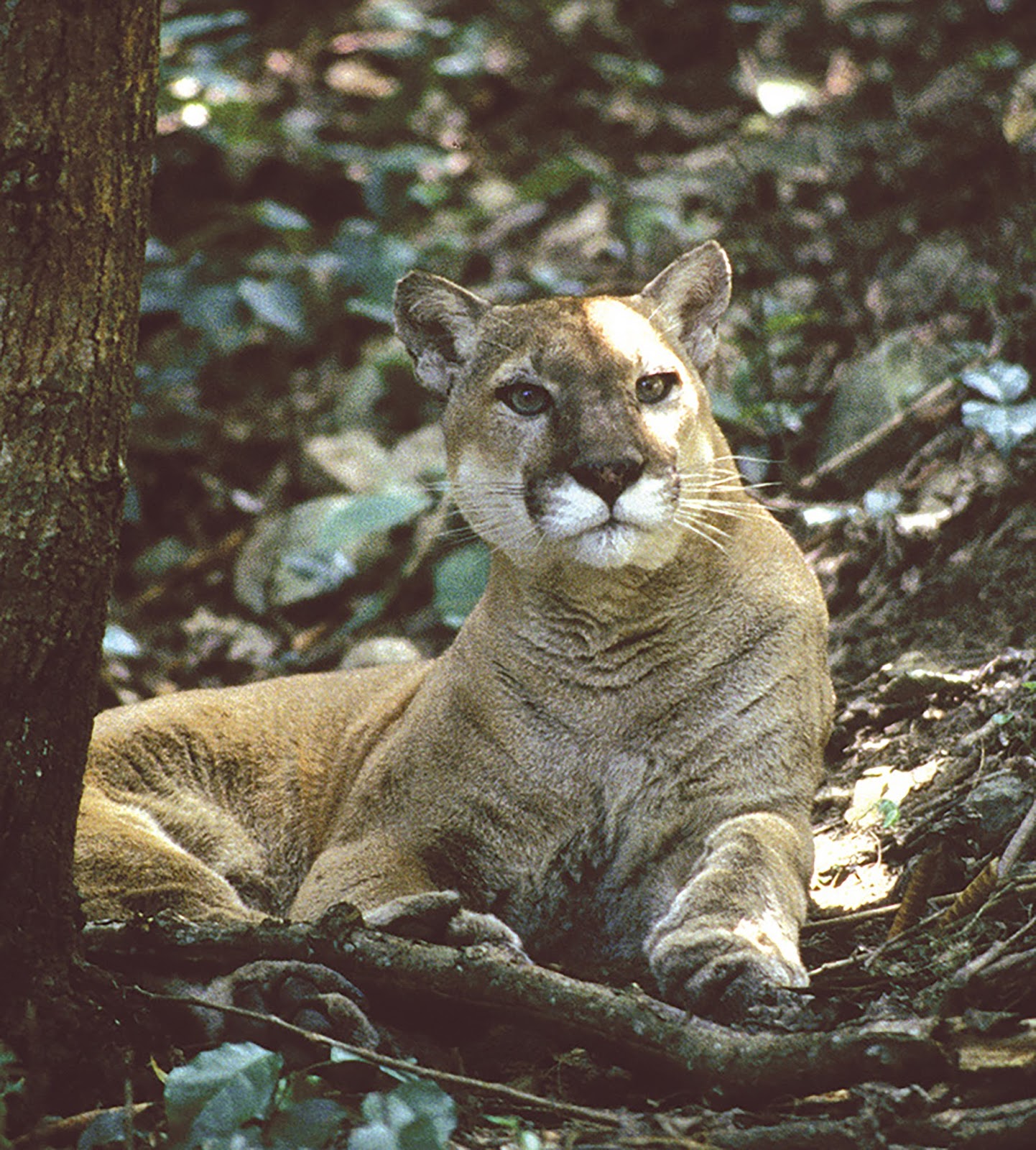 Excluir Descuido Temprano Acciones para la conservación del puma en Hidalgo | México, novedades y realidades Excluir Descuido Temprano Acciones para la conservación del puma en Hidalgo | México, novedades y realidades