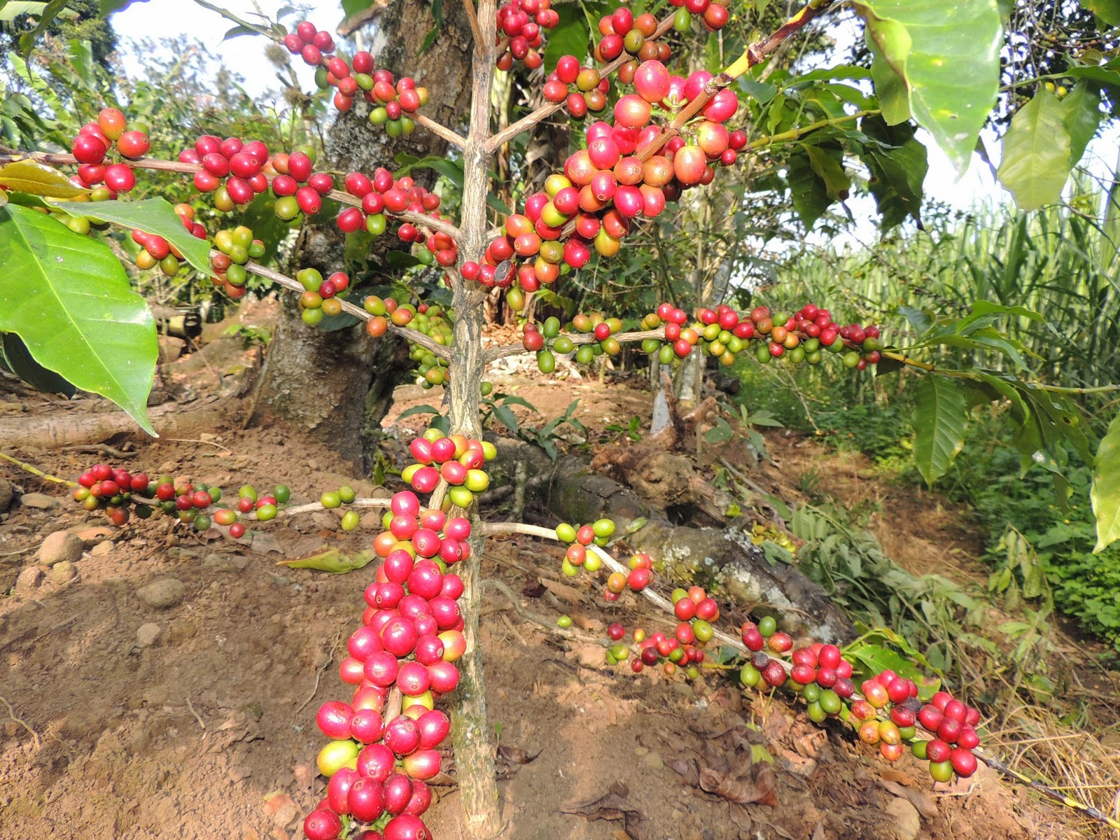 Café, Campo y Ambiente ¿Es verdad