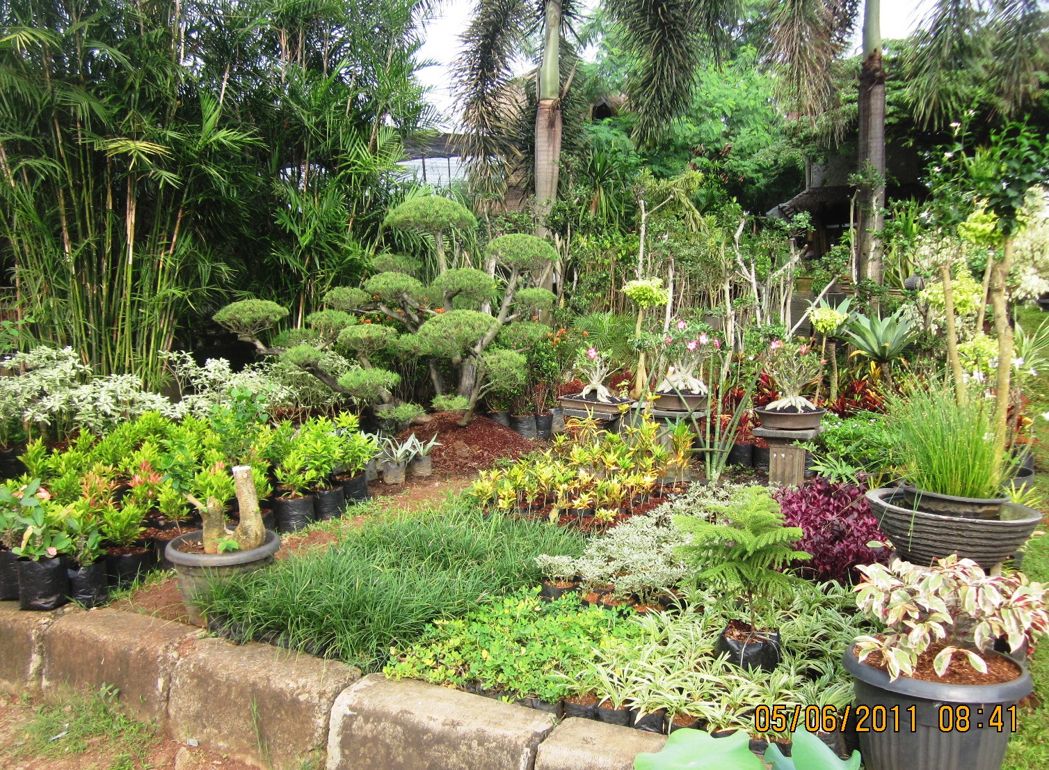 Jual Tanaman Hias Jual Tanaman Hias Online Seperti Tanaman Hias Jual Tanaman Hias Jual Tanaman Hias Online Seperti Tanaman Hias