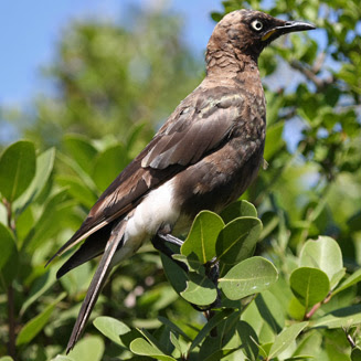 sudafrican starlings