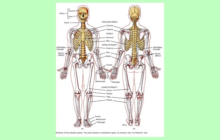 Skeleton aksial terdiri atas