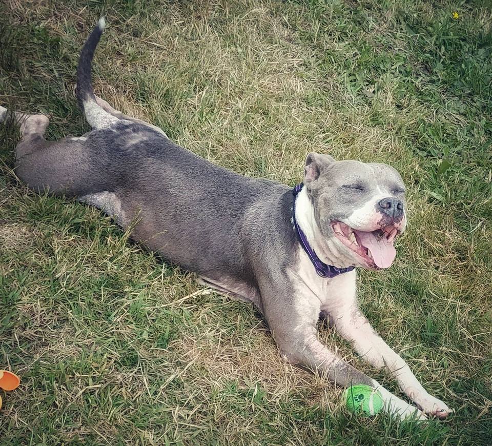 Shelter Dogs of Portland "MAXINE" sweetie young Pitbull needs TLC