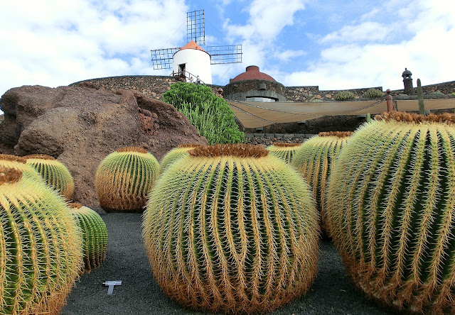 Jardin de Cactus