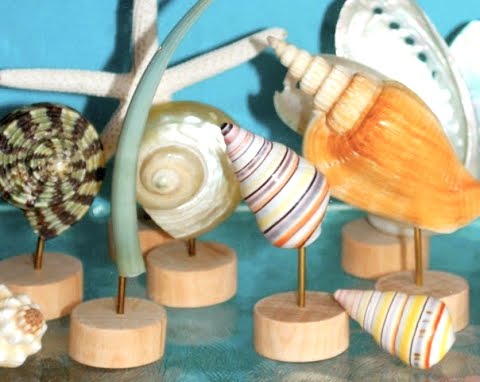 museum like sea shell display stands made from wood