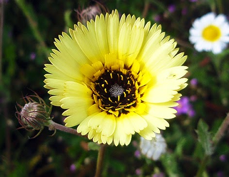 Asperilla (Hispidella hispanica) flor amarilla