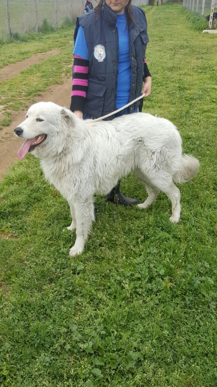 Pastore Dei Pirenei Foto Pastore Dei Pirenei Foto