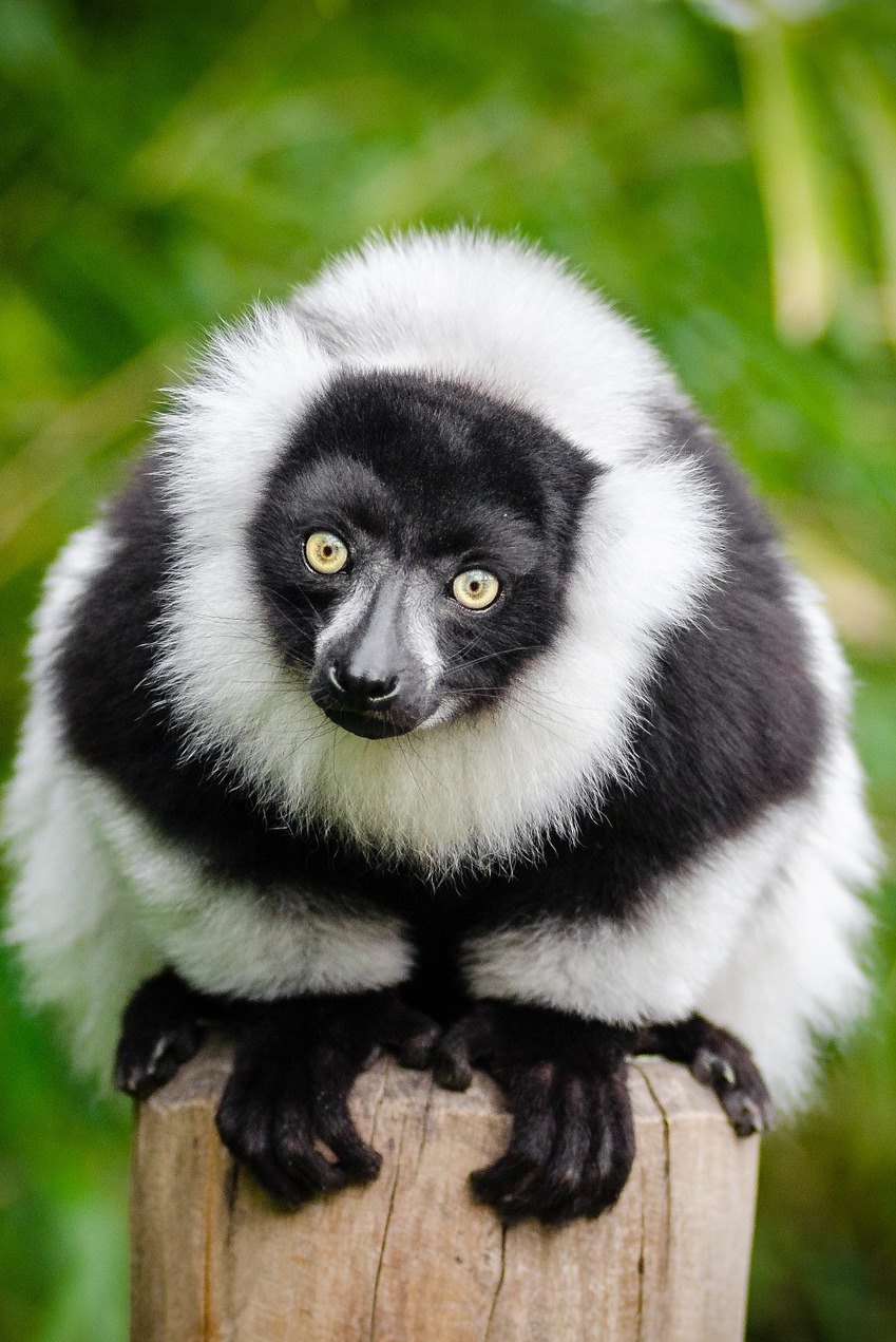 A curious lemur. A curious lemur.