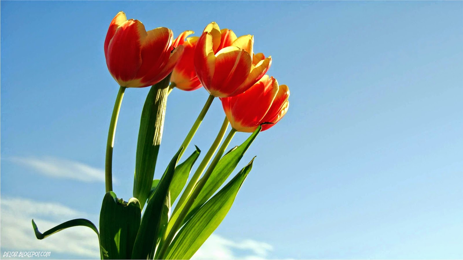 Wallpaper Bunga  Tulip  Merah Deloiz Wallpaper