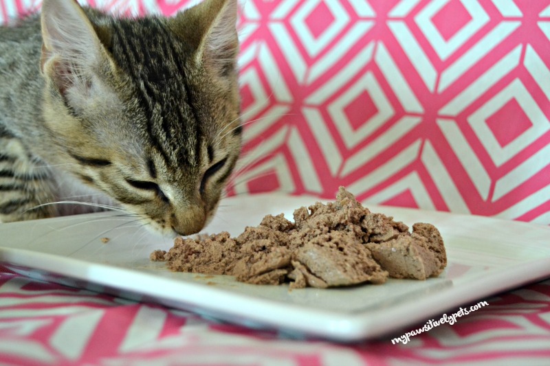 Wet Food For Picky Cats Wet Food For Picky Cats