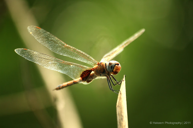 Hakeem Photography: dragon fly #2