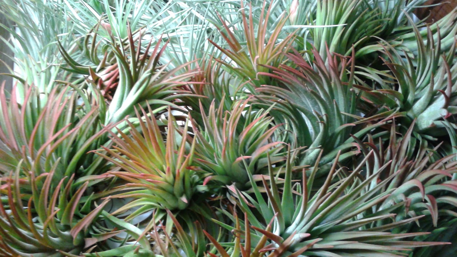 HeyPlantMan! Exotic Tropical Plants from St. Pete FL Air Plants Easy