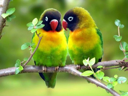  Beautiful  Birds 