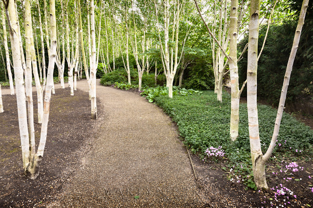 White beech trees line a path at Anglesey Abbey by Martyn Ferry Photography