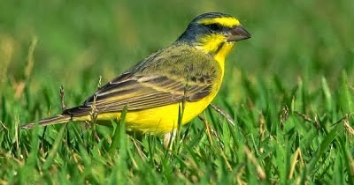 Download Suara Kenari Liar Background Natural Di Alam Bebas Mp3