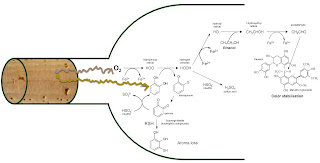 el%2Btap%2Bno%2Brespira%2B02%2BPaulo%2BLopes%2B%25281%2529