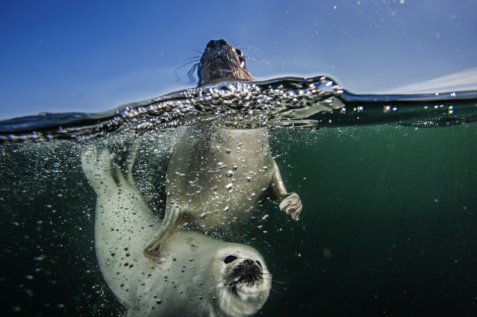 White Wolf Baby Seal Tests The Water On First Swimming Lesson With