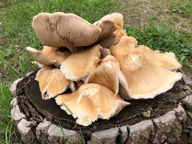 Cogumelos em Troncos de Árvores