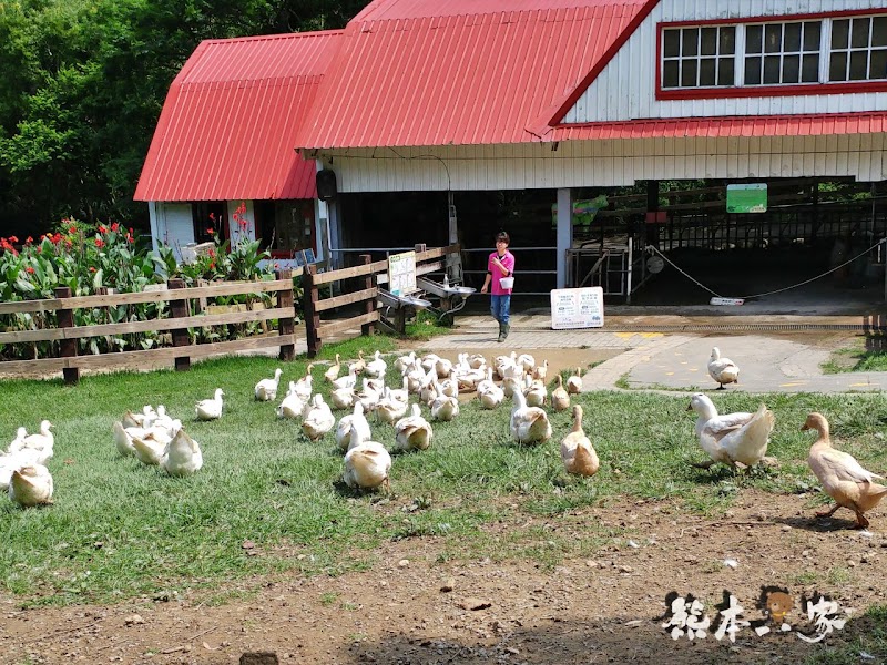 苗栗親子必訪|可愛鴨鴨大遊行、兔寶寶、黑山羊生態區~飛牛牧場有趣互動體驗