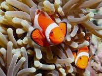 Jual Ikan Hias Air Laut Bandung Aneka Ikan Hias