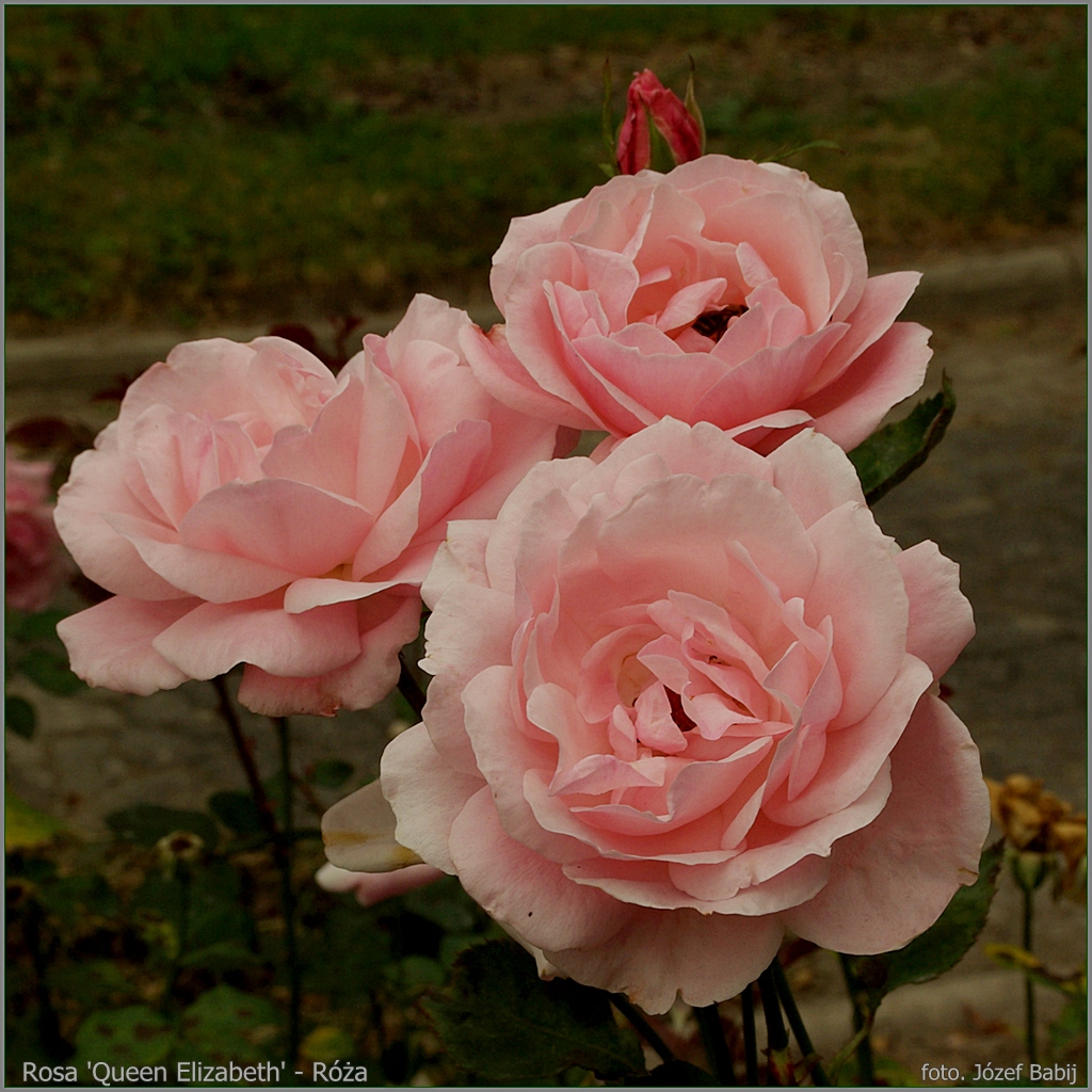 Plant Gallery - Encyklopedia Roślin: Rosa 'Queen Elizabeth' - Róża ...
