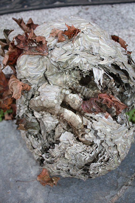 Polliwog on Safari: Paper Wasp Nest