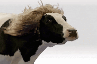 air blowing through blonde hair on a milk cow gif beautiful
