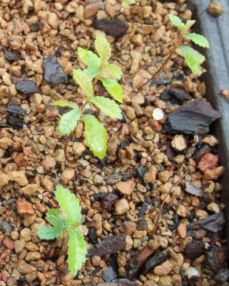 Bonsai Beginnings Chinese Elm tough, durable,