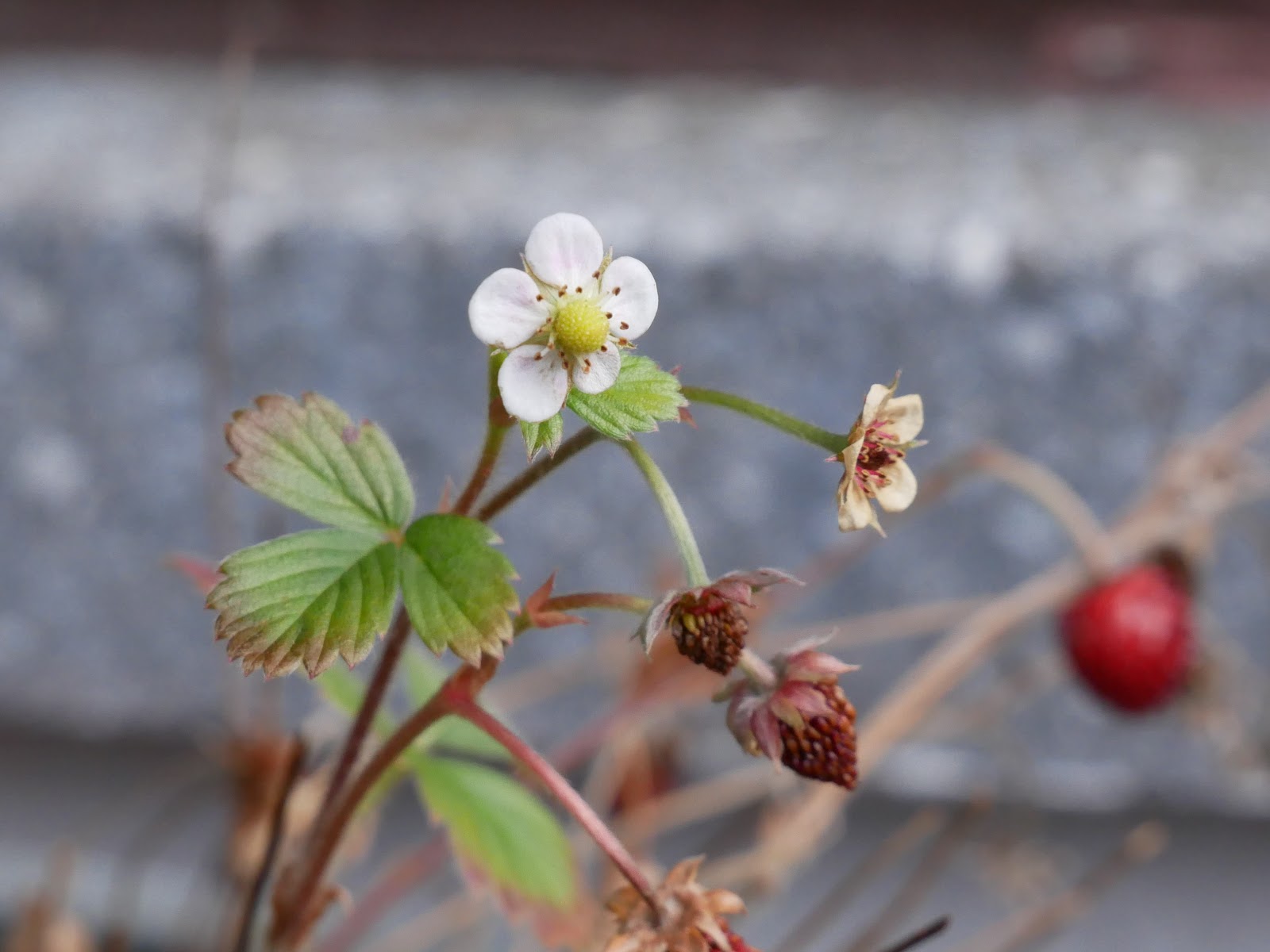 Get Zeit is a illusion For Android Zeit Is A Illusion