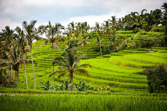 Indonesian Rice Terraces Bali Indonesian Rice Terraces Bali