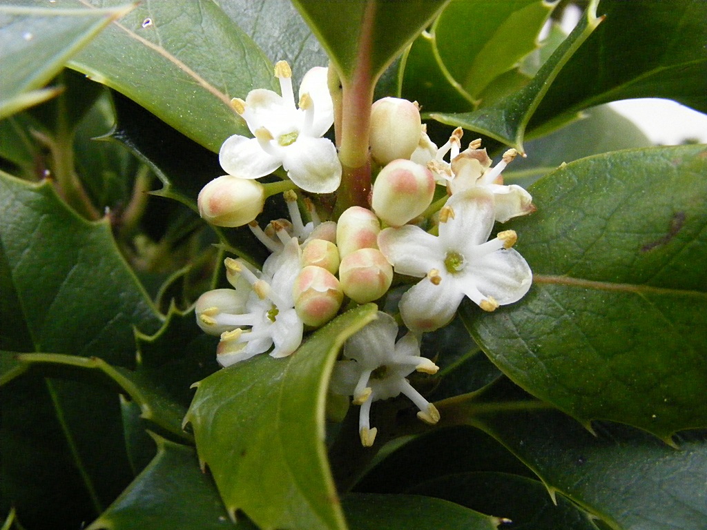 Flor de Bach Holly (Acebo) 15