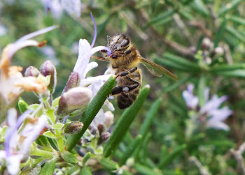 Ens agrada observar els insectes i fotografiar-los. Els teniu tots a la pestanya veïns de l'hort.