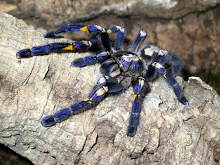 Gooty Tarantula Binatang Atau Hewan Langka Di Dunia Yang Terancam Punah