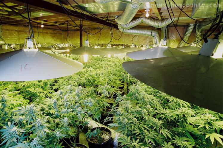 Indoor Marijuana Grow Rooms