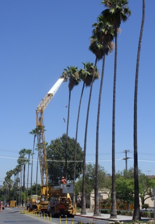 Las Aventuras Mexican Fan Palm This Species Easily Hybridizes With The California Desert Fan Palm Washingtonia Filifera And A Wide Variation In Phenotypes Outward Earance Growth