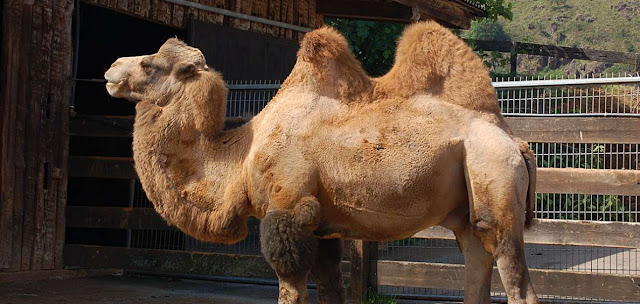 Camellos bactrianos y naturaleza