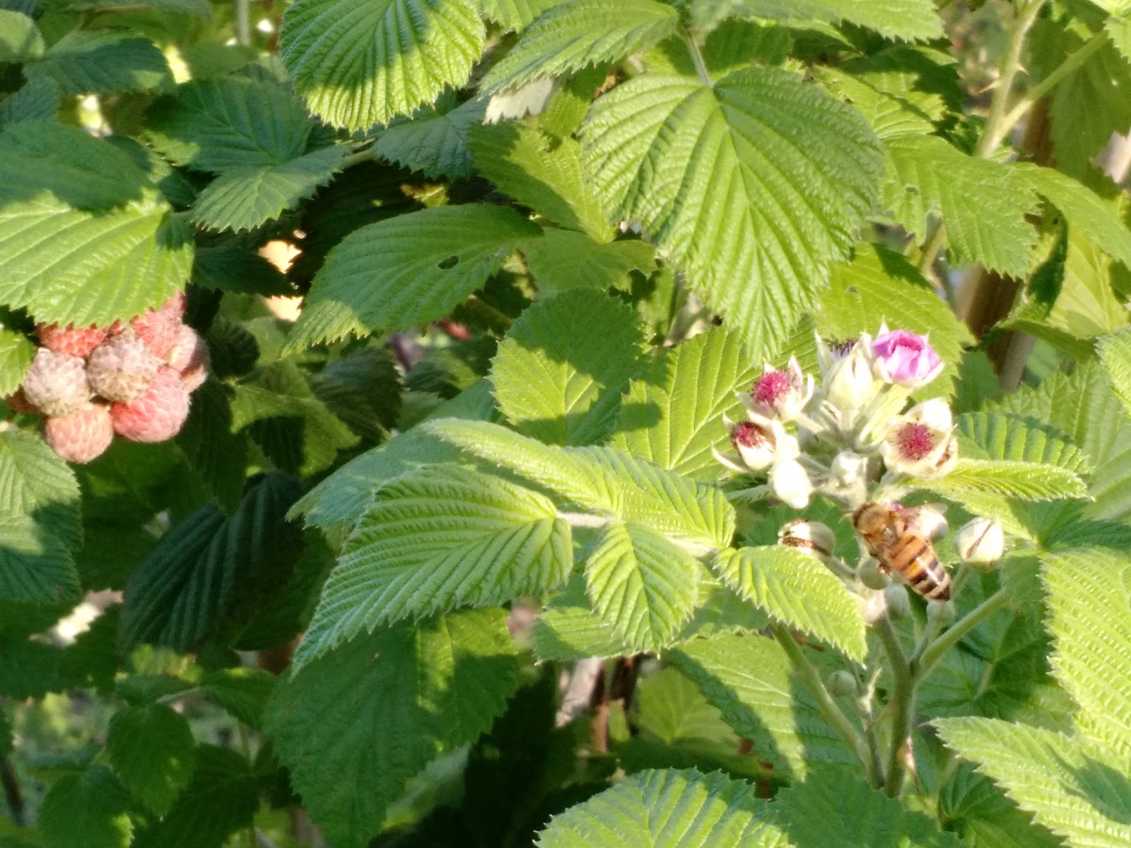 Simply Living Who says you can't grow raspberries in Florida!