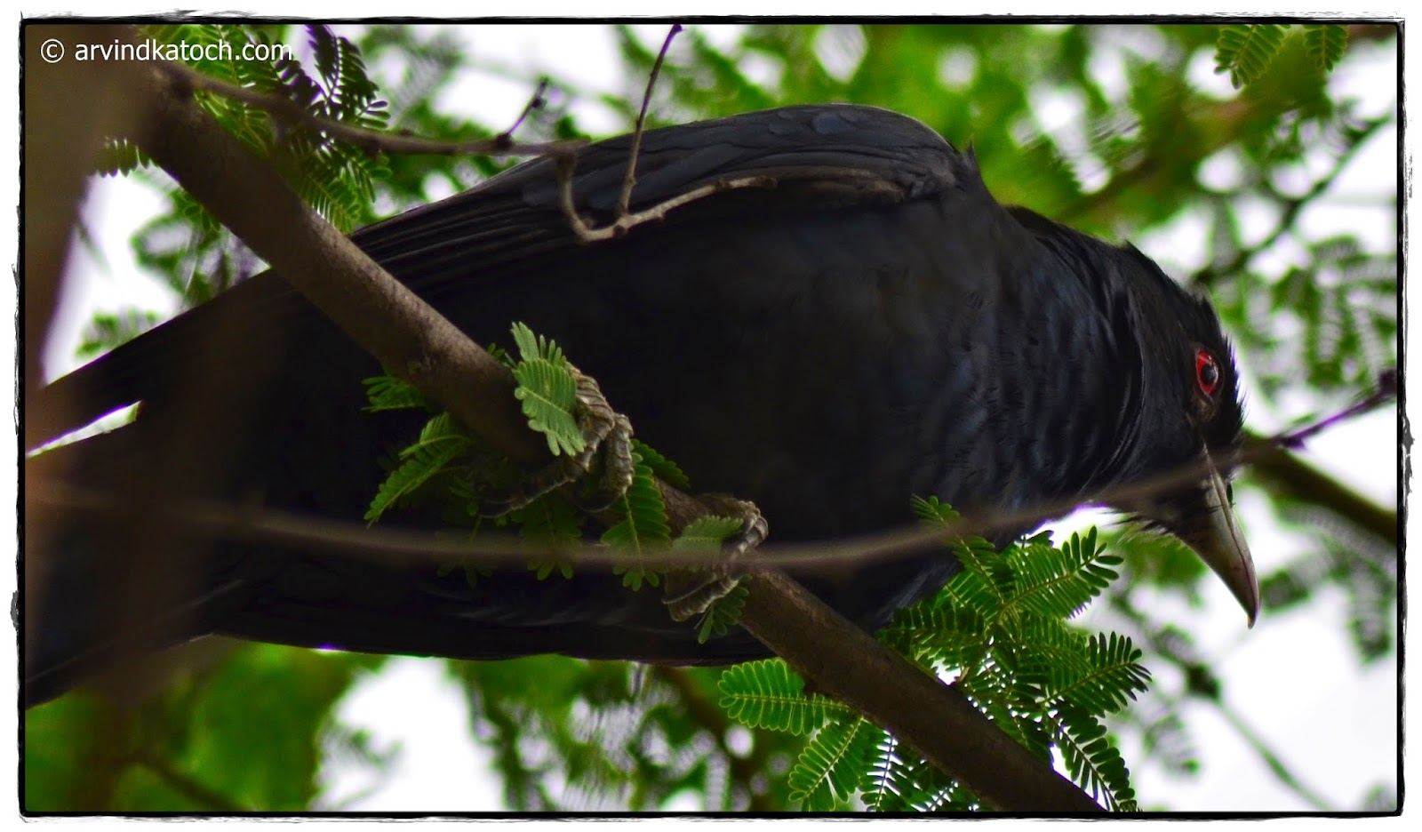 Asian Koel from Bottom Asian Koel, Bottom, Koel,
