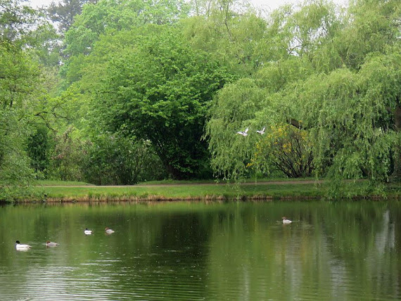 Staw w chińskim ogrodzie
