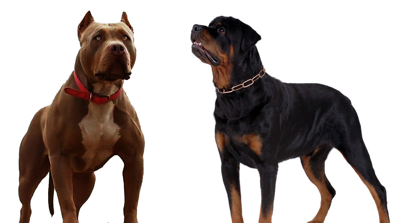 rottweiler pitbull rottweiler vs pitbull bhaskban daily news analysis exclusives photos rottweiler pitbull rottweiler vs pitbull bhaskban daily news analysis exclusives photos