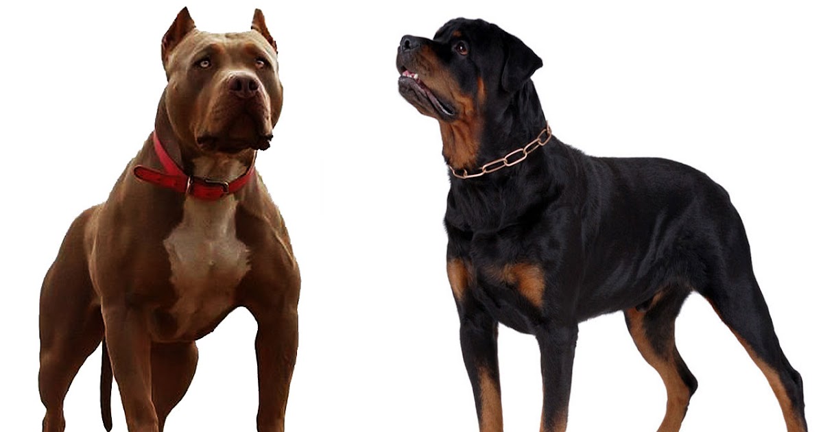rottweilers and pitbulls rottweiler vs pitbull bhaskban daily news analysis exclusives photos rottweilers and pitbulls rottweiler vs pitbull bhaskban daily news analysis exclusives photos
