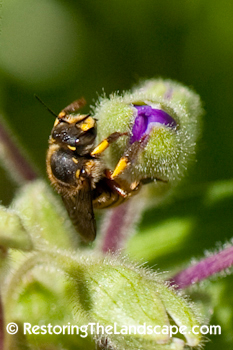 Restoring The Landscape With Native Plants: Ohio Spiderwort Insect Visitors