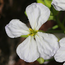 http://wild-flowers-of-europe.blogspot.nl/2015/05/raphanus-raphanistrum.html