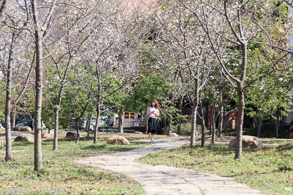 后里中科崴立機電櫻花公園綠萼櫻和八重櫻登場,櫻花步道好好拍 后里中科崴立機電櫻花公園綠萼櫻和八重櫻登場,櫻花步道好好拍