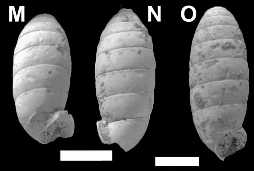 Sciency Thoughts Fossil Land Snails from the Late Pleistocene of south