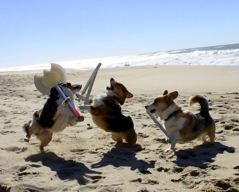 Funny Animals On The Beach Wallpaper & Pictures Funny And Cute Animals