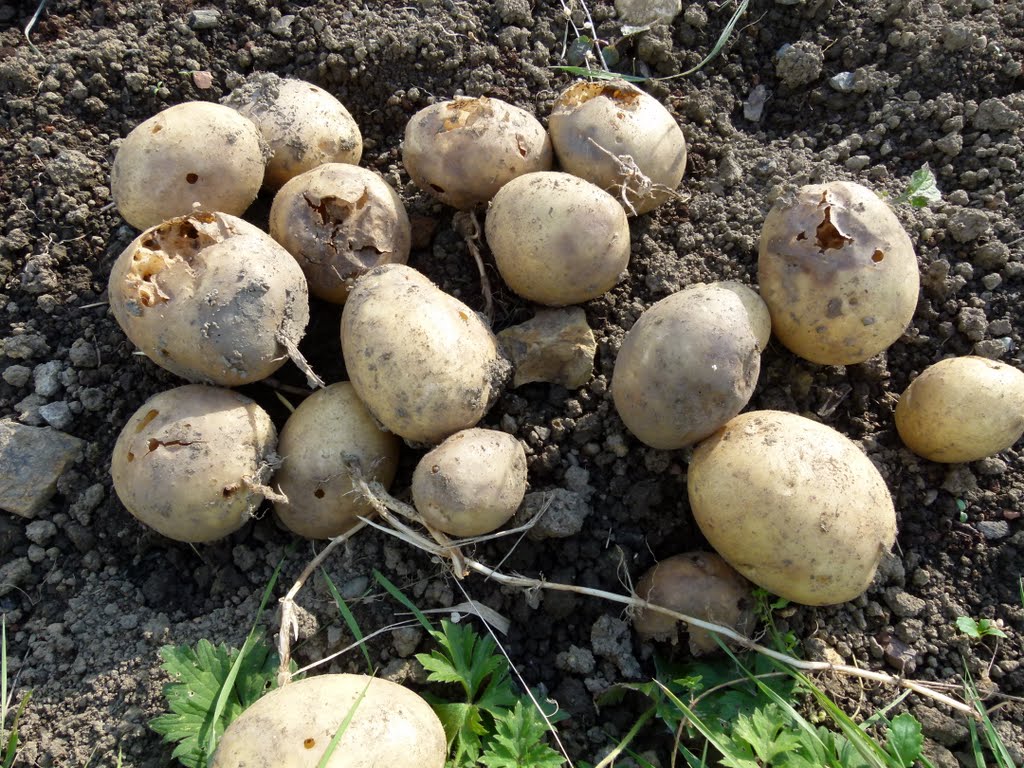 A Gardener's Weather Diary Potatoes Lifted
