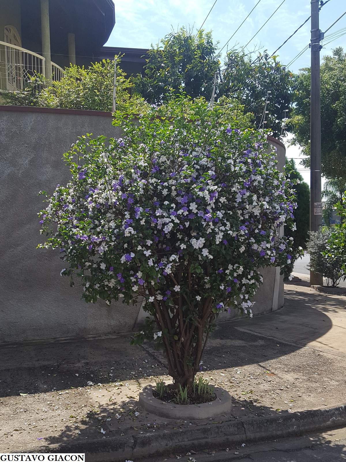 Viveiro Ciprest - Plantas Nativas e Exóticas: Manacá de Cheiro ou de Jardim  ( Brunfelsia uniflora )