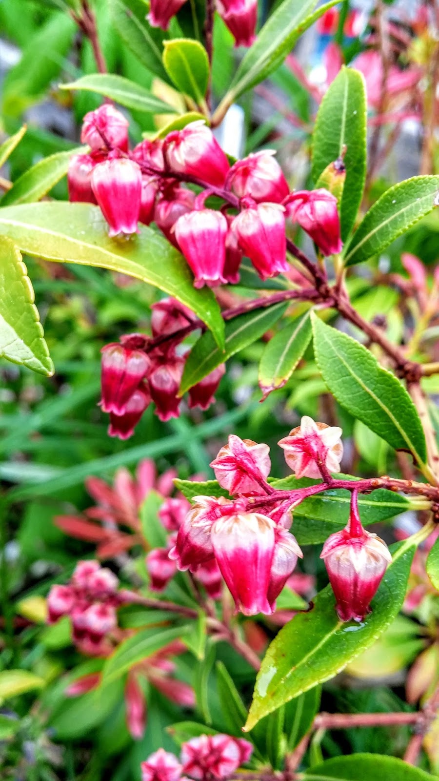A Garden Full Of Blasted Buds The Price Paid For Our Summery