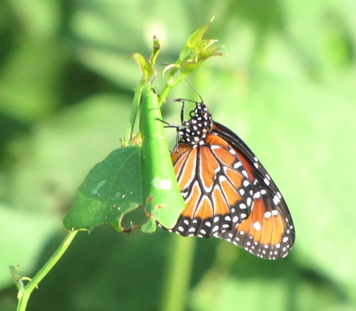 HTownWest Photo Blog The Monarchs are coming to Houston the