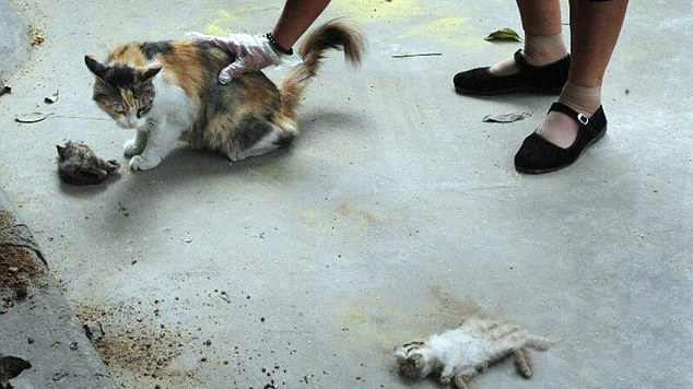 Mengharukan, Induk Kucing Ini Mencoba Membangunkan Anaknya yang Telah Mati Mengharukan, Induk Kucing Ini Mencoba Membangunkan Anaknya yang Telah Mati